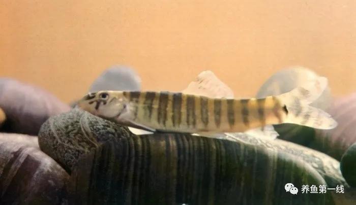 十种常见的水生动物,鳅科动物图片