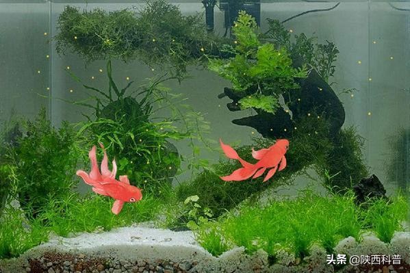 金鱼喂食过多真的会撑死吗,金鱼喂多了会撑死吗