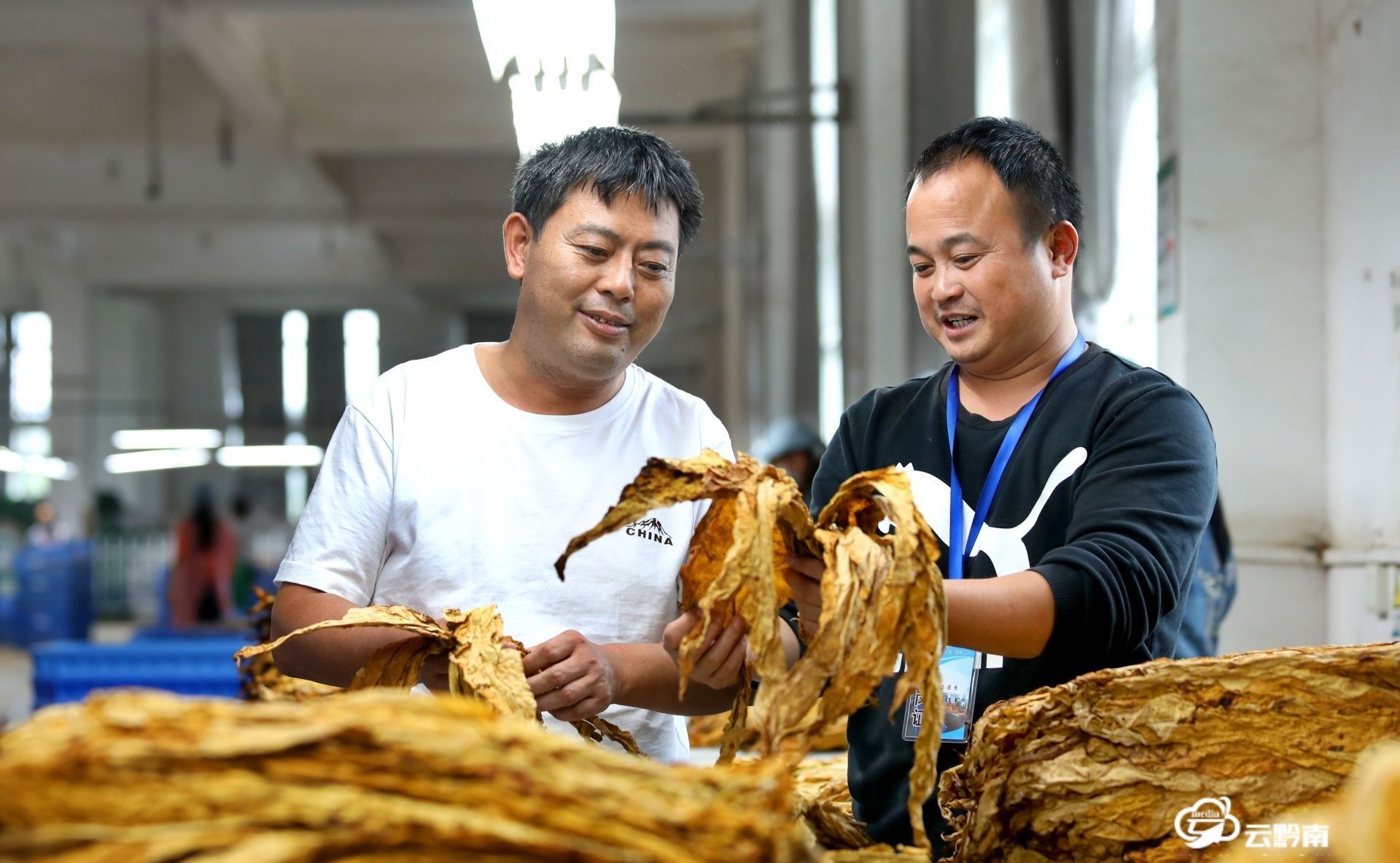 多措并举推进烤烟工作,烟叶党建与业务融合具体工作措施