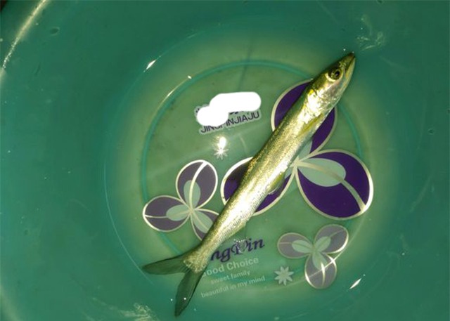 鳡鱼贵吗,现在鳡鱼多少价