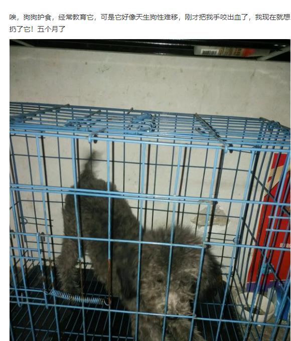 狗狗护食严重咬人怎么办,狗狗护食但是不咬人怎么纠正