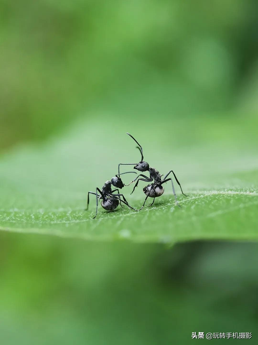 手机怎样拍照更好看而且清晰,手机拍照怎么让背景模糊人物清晰