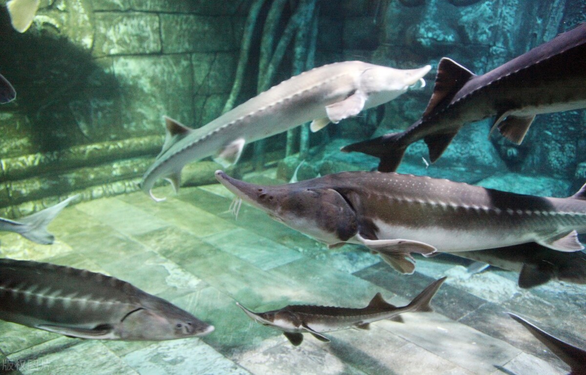 中华鲟最大可以长多少米,三峡最大中华鲟