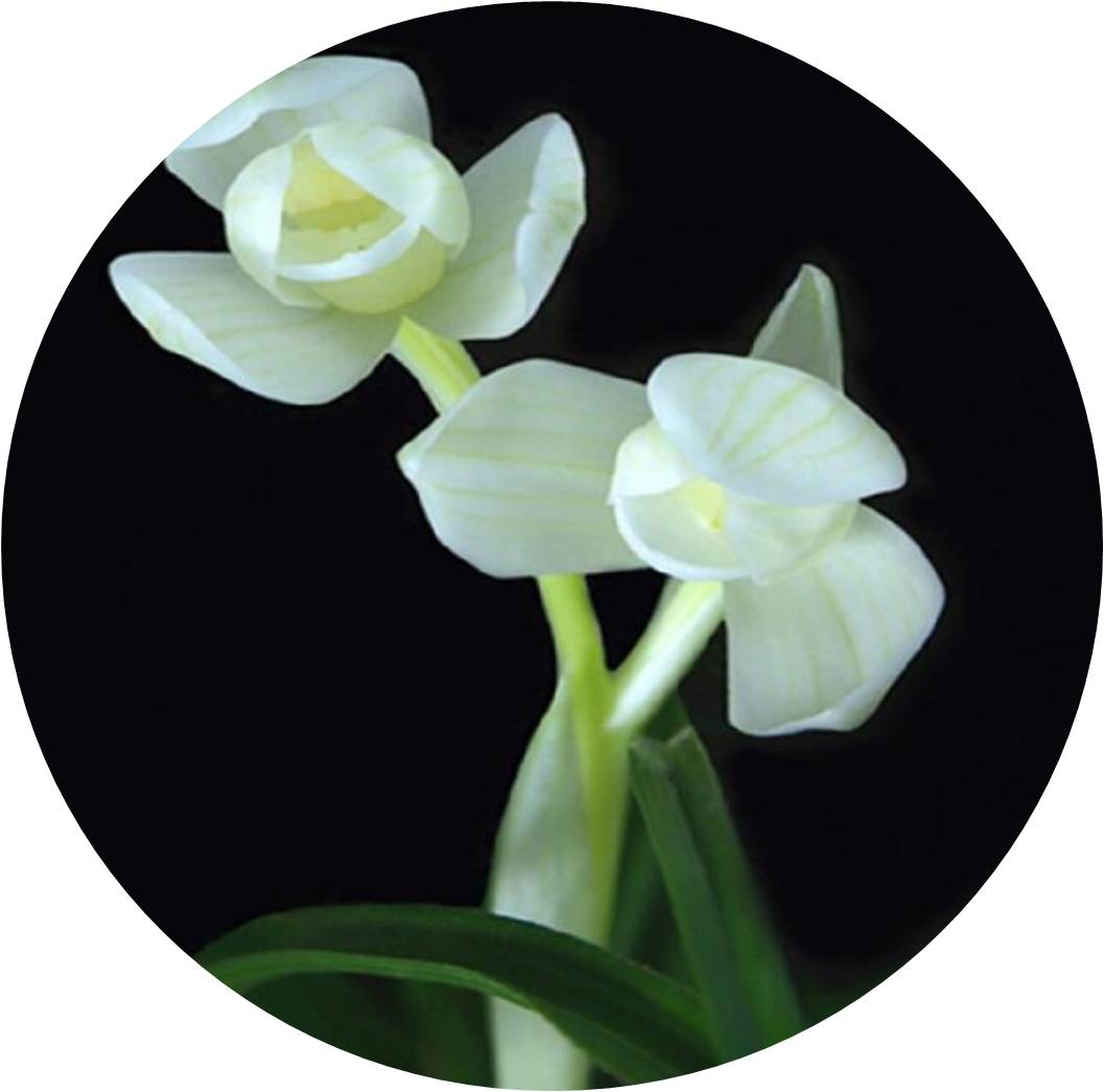 菊竹梅兰图欣赏,花中四君子的兰花图片