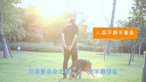 狗狗在家乱冲乱撞训练,怎么训练狗狗不乱拉屎拉尿