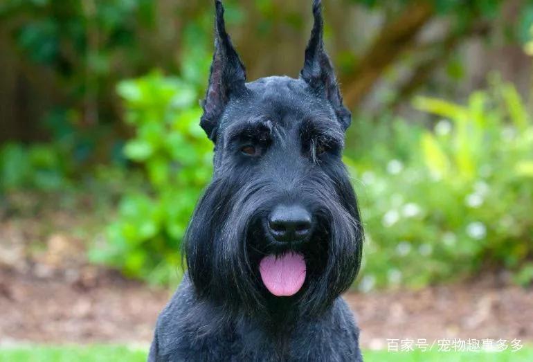 雪纳瑞串巨型雪纳瑞,每日一宠雪纳瑞图片