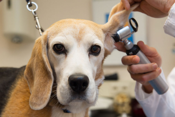 狗狗身上长红点会自己好吗,狗狗身上长红点并且抓痒怎么办