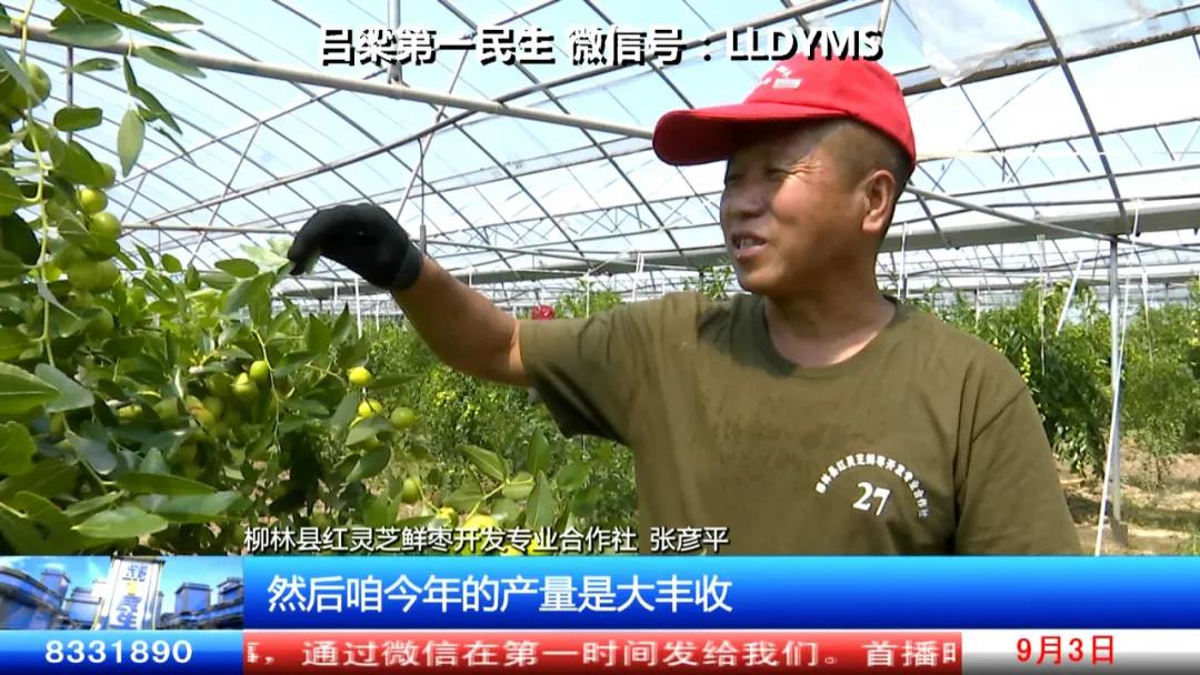 柳林：科学施种“枣”点见面