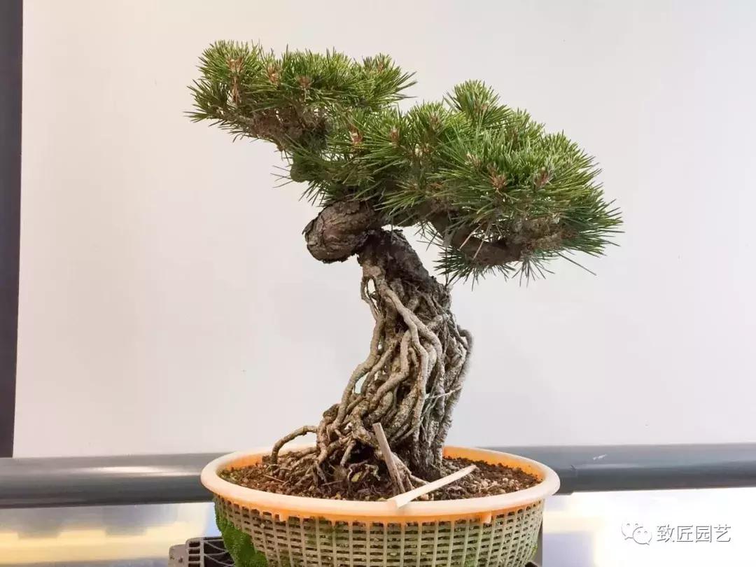 提根盆景造型大全大图,漂亮的提根盆景图片