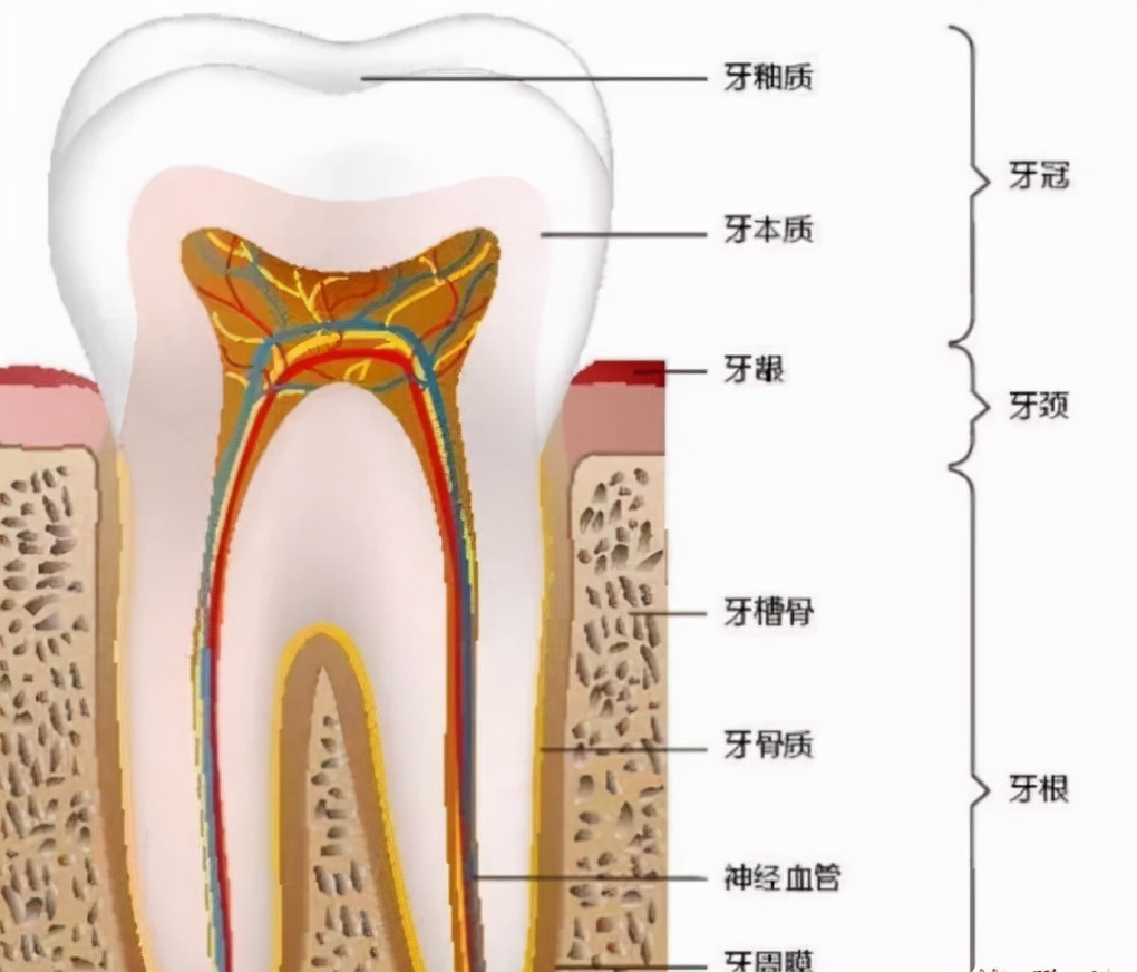 生命汇马泷齿科｜牙越来越黄，怎么办？