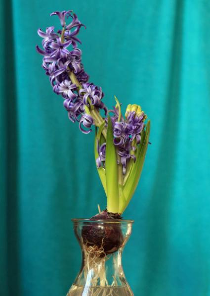 风信子开完花后烂杆,风信子枯萎了如何救活