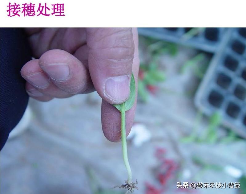 黄瓜嫁接育苗技术规范,黄瓜顶端嫁接快速技巧