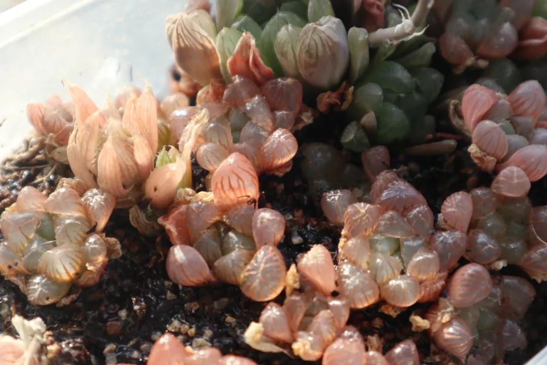 适合南方比较好养的12款多肉,养一年就开花的多肉品种