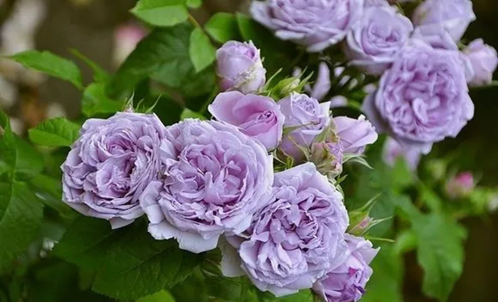 100种月季品种大全集,适合地栽的蓝紫色月季有哪些