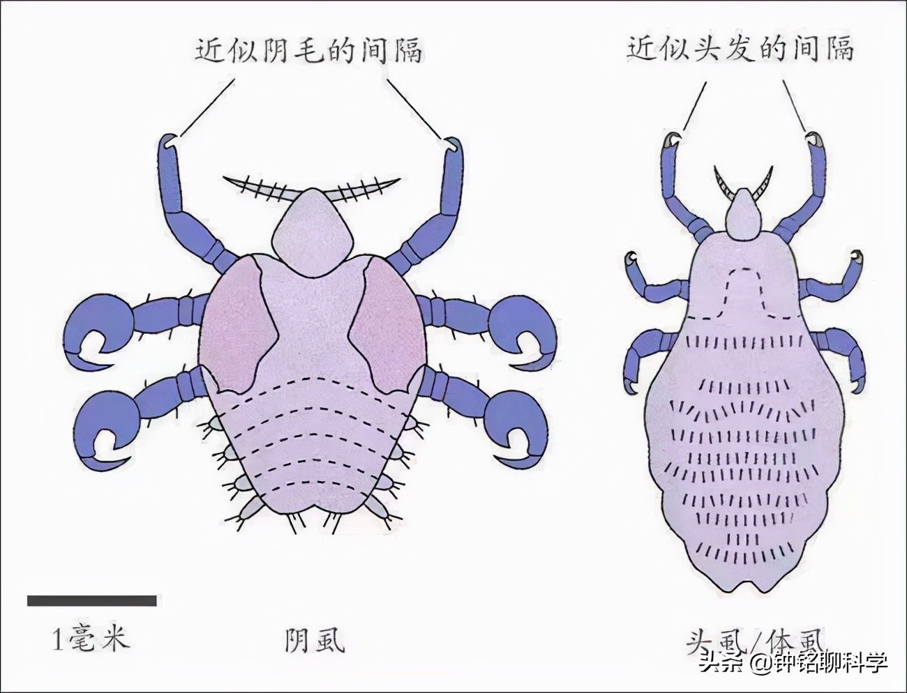 人类虱子的进化史,虱子与人类进化