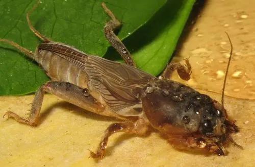 农村的虫子哪些可以卖,农村常见虫子图片以及价格大全