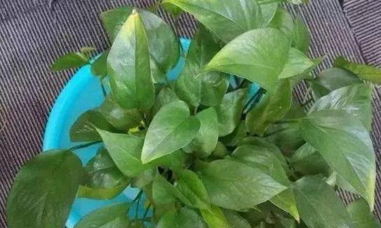 养花不用买花盆既省钱又好看,养花新手怎么养花盆好看