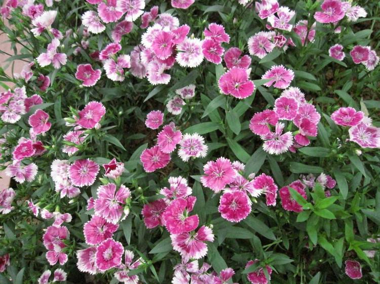 一年四季开花的野草,开花非常惊艳的野草