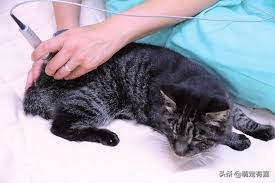 猫关节炎症状视频,猫得了关节炎怎么治