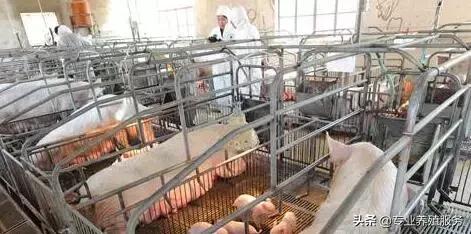 母猪配种专业讲解！