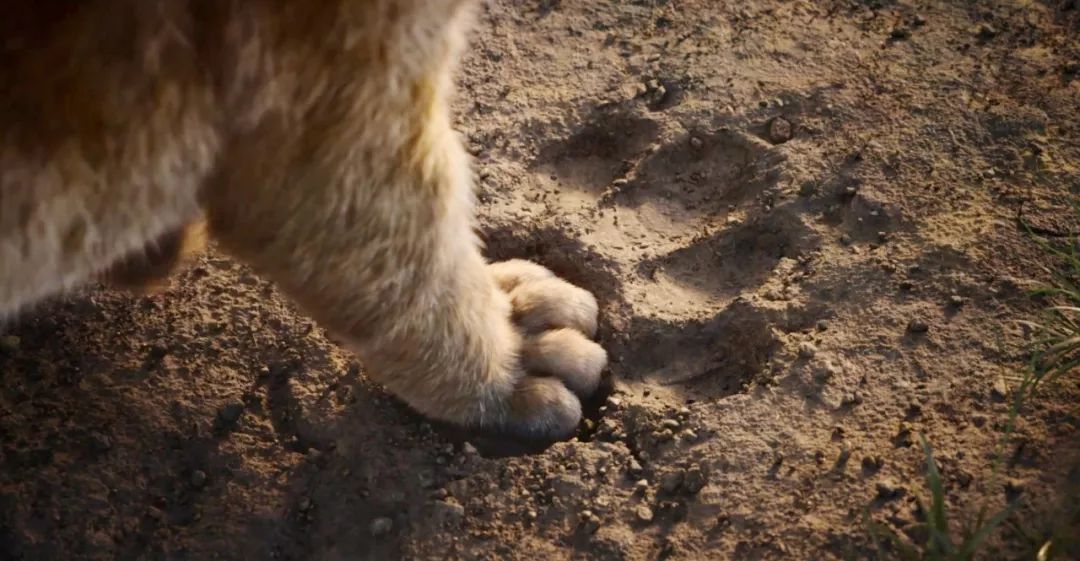 狮子王真兽版,狮子王真实版合集