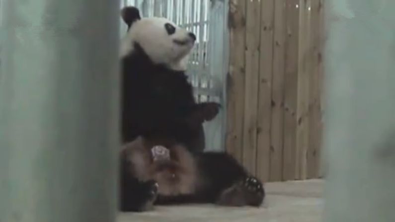 大熊猫隆仔出场,隆仔大熊猫最新消息