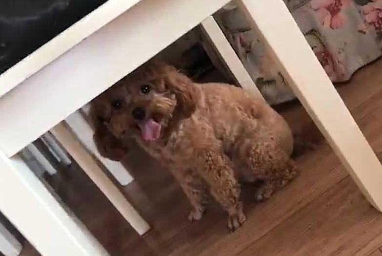 泰迪犬焦虑怎么办,泰迪犬生理缺陷