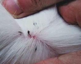 狗狗老是长癣怎么办,狗狗总是长癣掉毛用什么药好