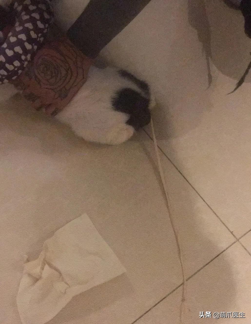 猫从来不出门要洗澡吗,猫从来不出门会感染绦虫嘛