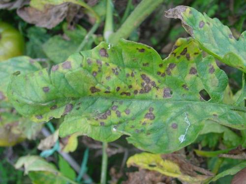 番茄灰叶斑病用哪种杀菌剂,番茄灰叶斑病怎么防活