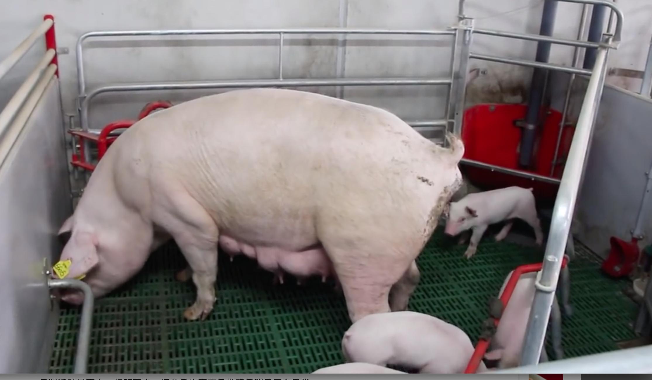 猪产床怎么设计,猪落地式产床