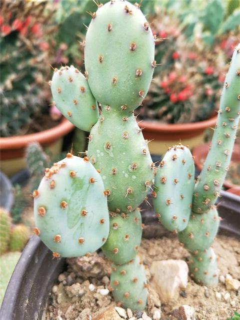 仙人掌长成圆柱形,仙人掌盆栽怎样养得宽大肥厚