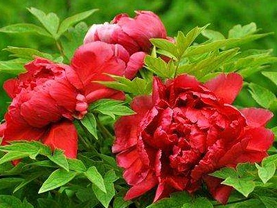 牡丹怎么养用什么肥料,牡丹怎么养活