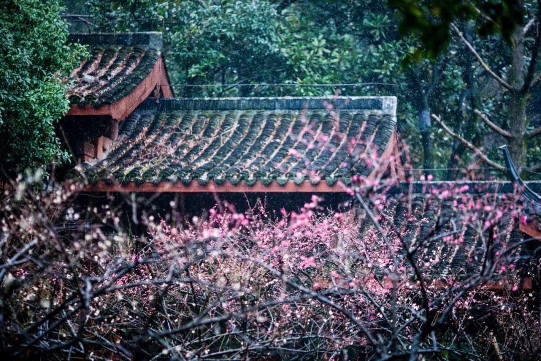 江南三大梅园,杭州江南三大梅花