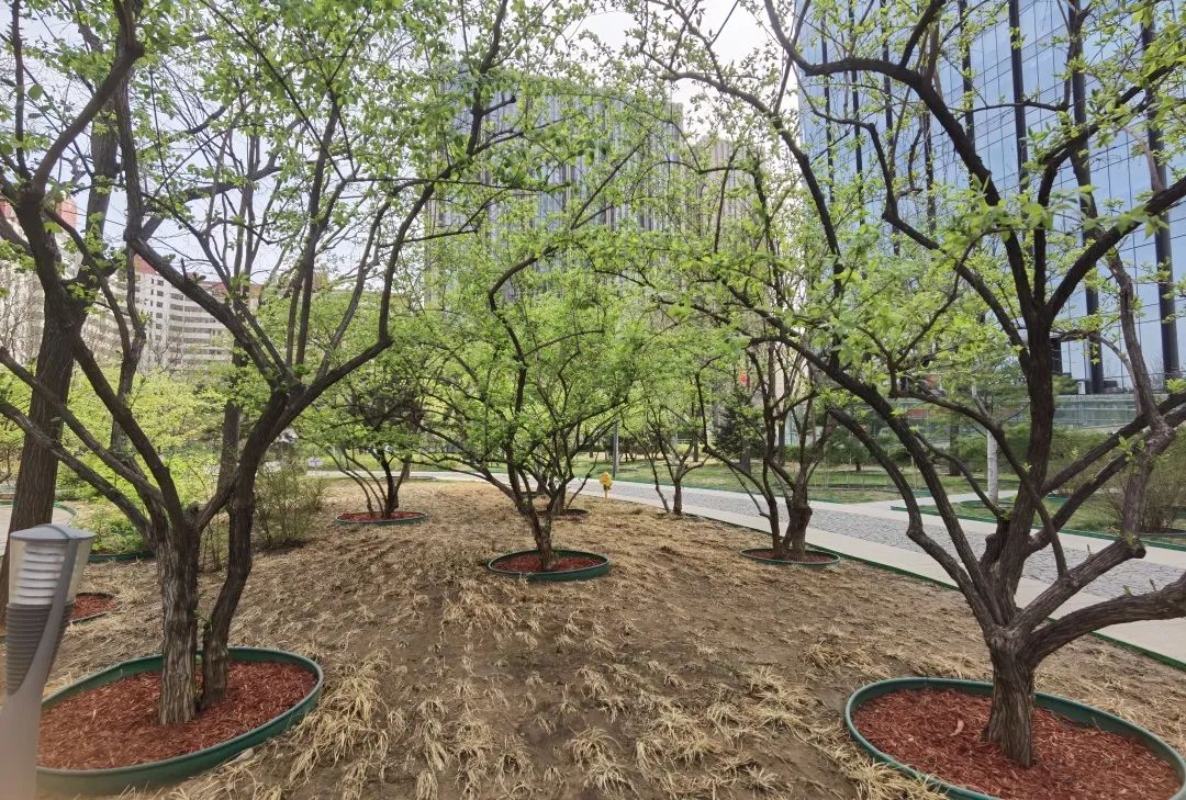 石景山公园绿地景观效果,石景山网红打卡地夜景