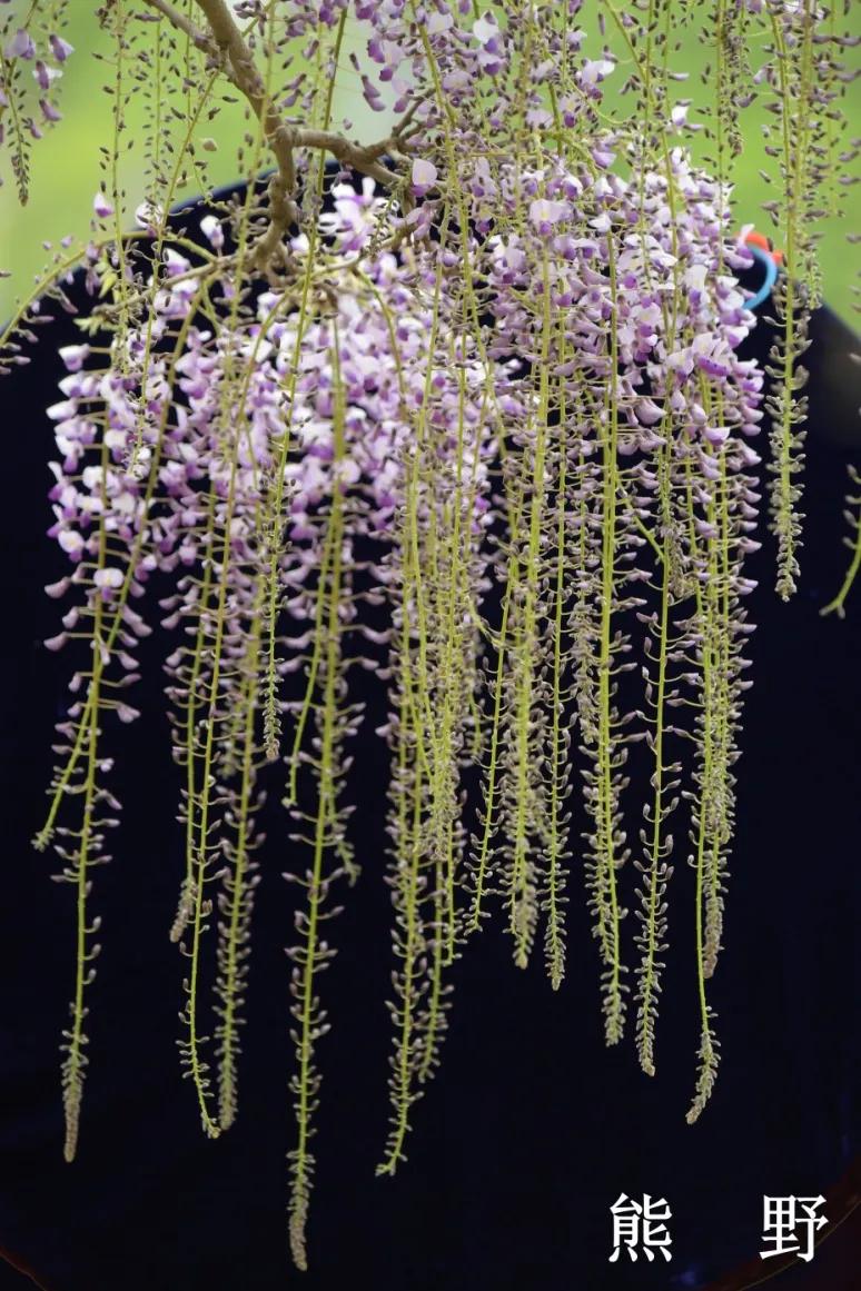 网红古树紫藤花,网红紫藤花