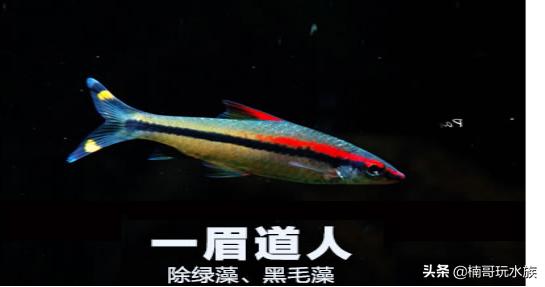 超级超级超级奇葩的观赏鱼,有哪些稀奇古怪的观赏鱼