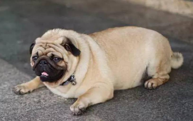 狗腿弯曲矫正器,狗腿弯曲怎么治疗