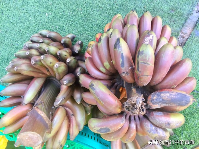 西双版纳热带雨林有什么水果,西双版纳现在有啥好吃的水果