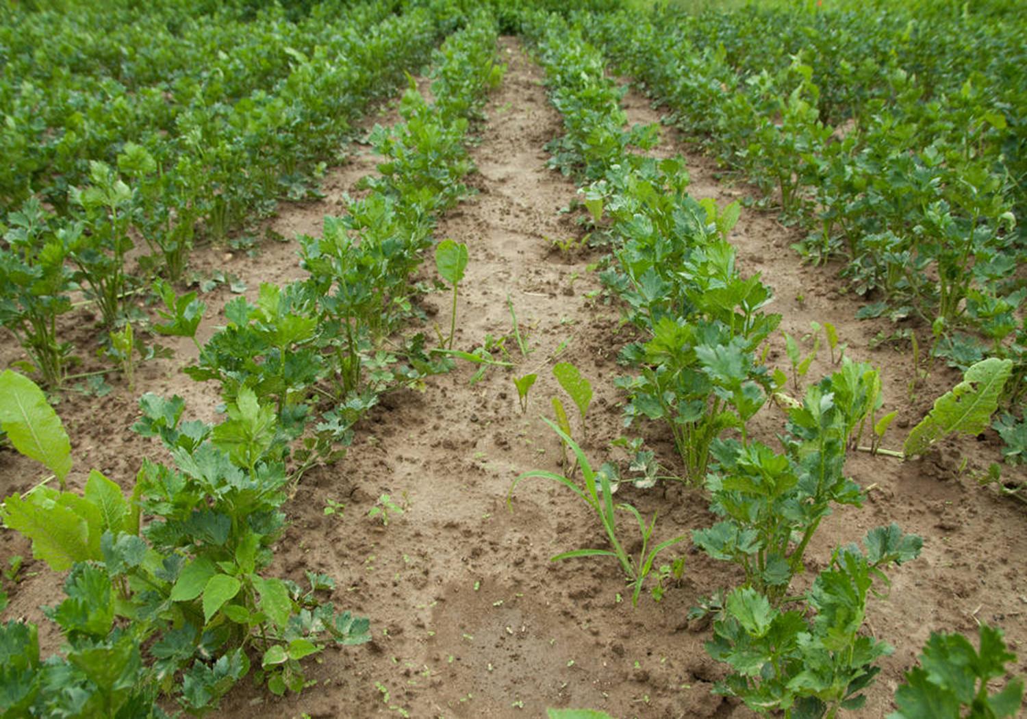 芹菜大棚种植技术和方法,温室种植芹菜有哪些科学育苗方法