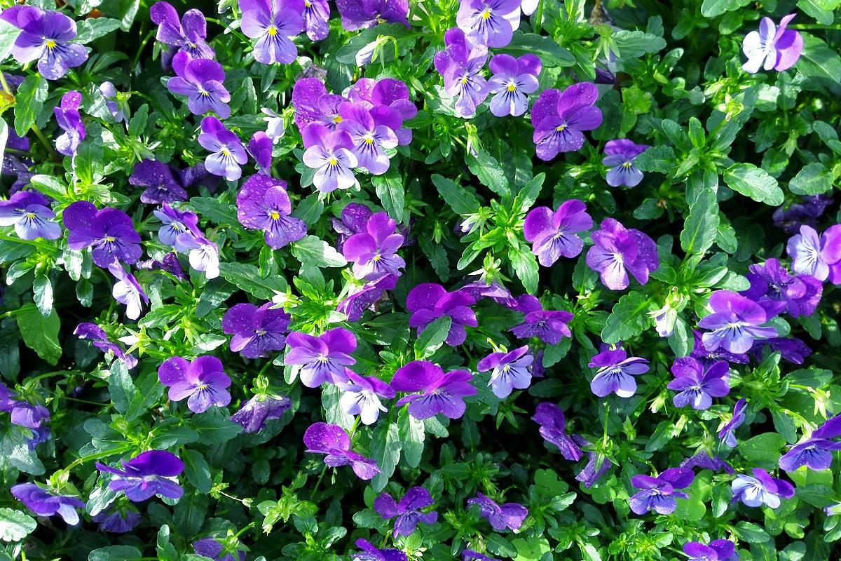 春天开的娇艳的花,春天开的花都有什么迷人的花