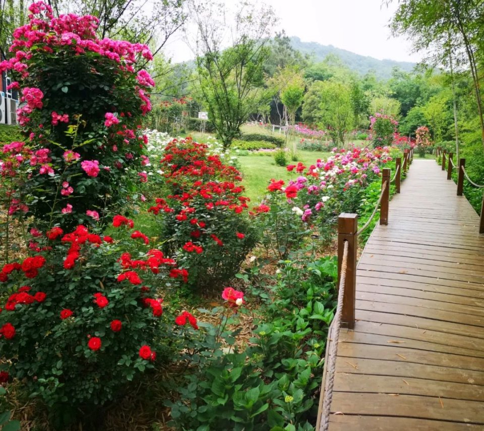 五一不能错过的花海,五一不能错过的美丽花海