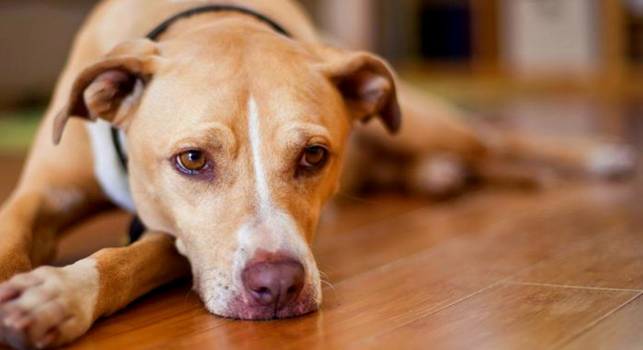 狗跑会儿嘴巴有白沫是怎么回事,狗吐白沫是什么原因引起的