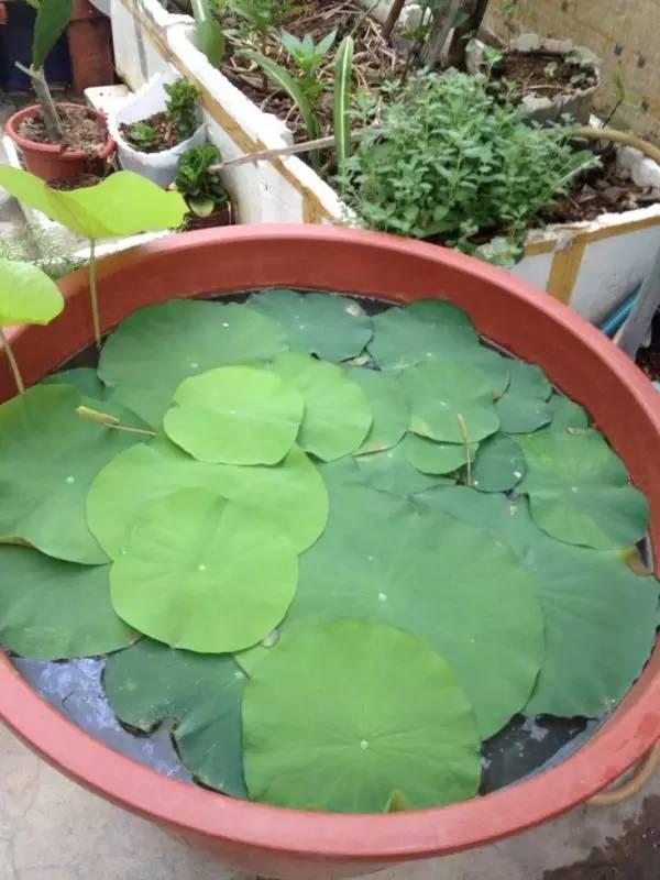 捡起泥巴种荷花,捡一个坛子种花