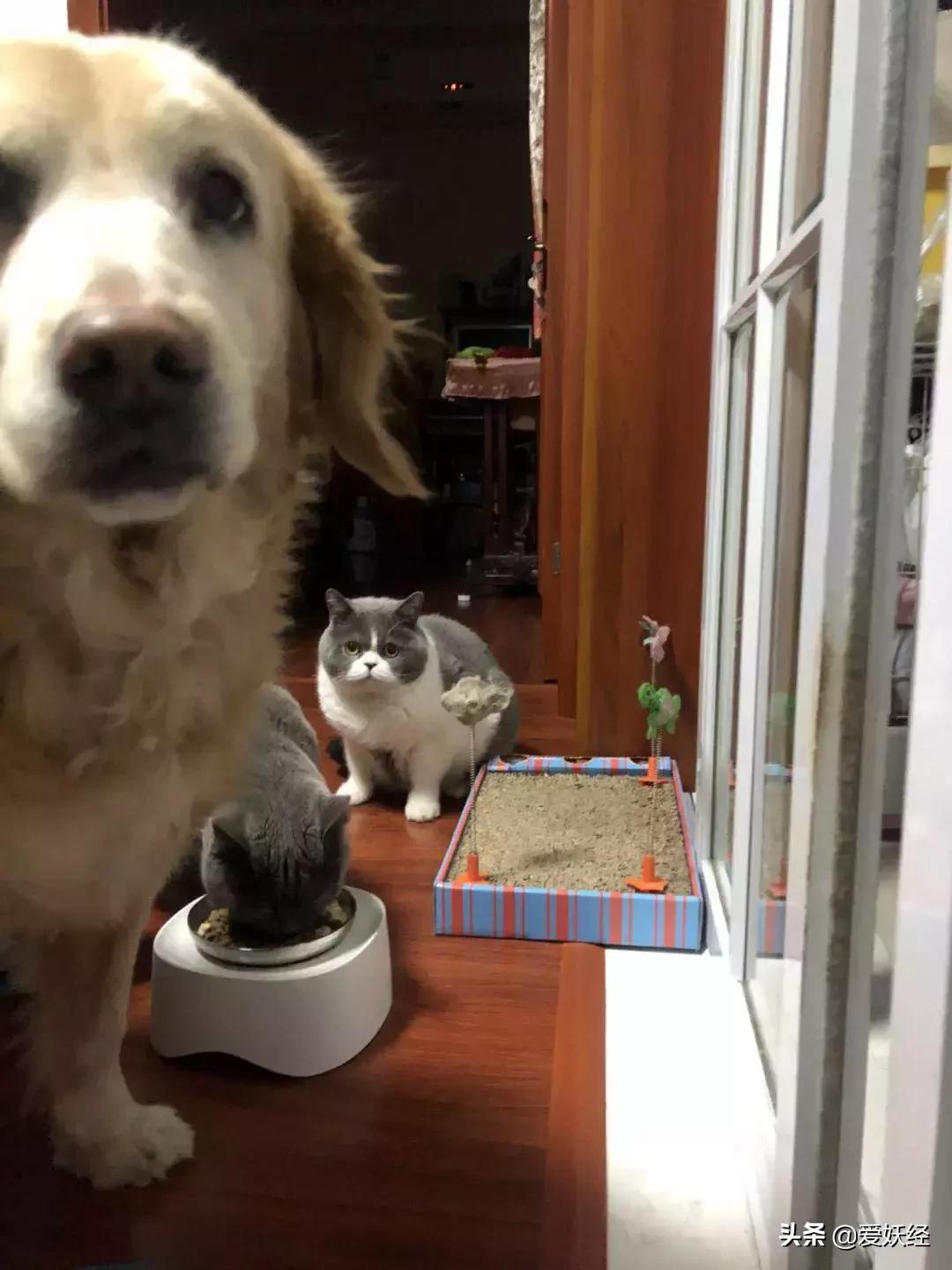 lorde全价猫粮,lorde猫粮值不值得购买