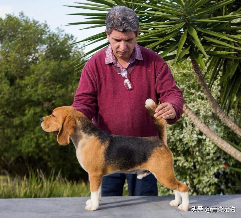 狗狗吃撑了呕吐拉稀怎么办,狗狗感冒了呕吐喂什么药好