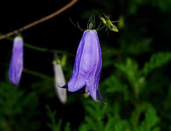 沙参开花了,沙参开花白色
