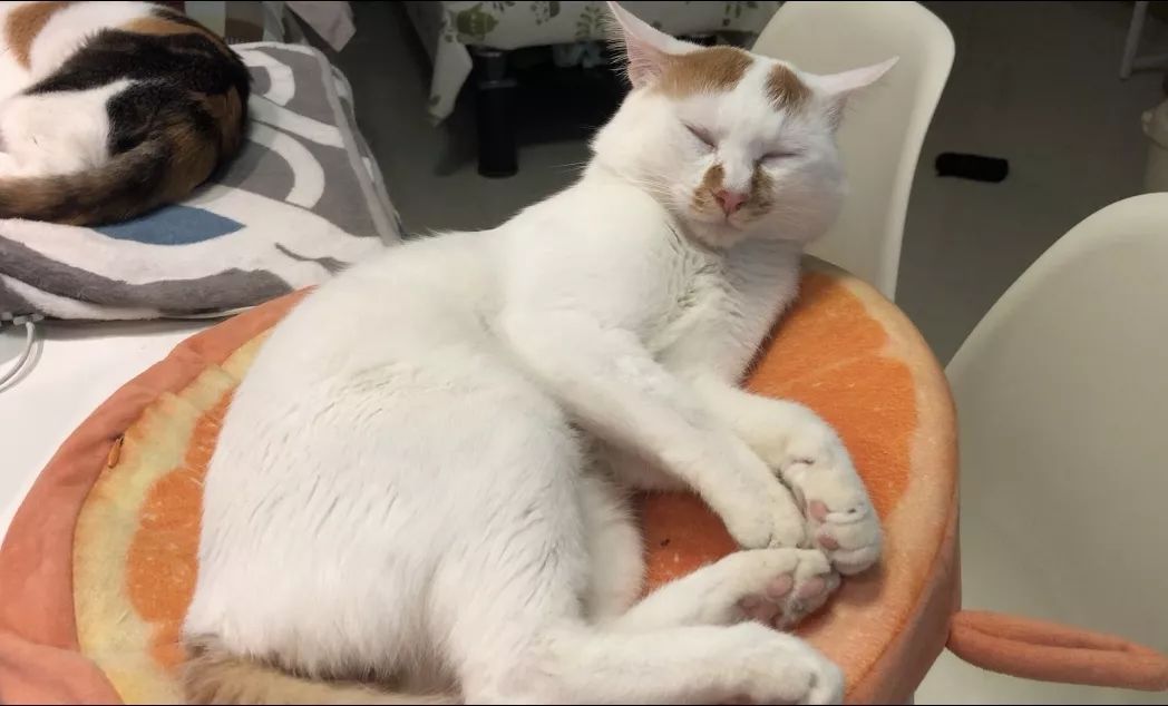 关于EGC身为铲屎官的你知多少？各种皮肤病都可能是EGC！