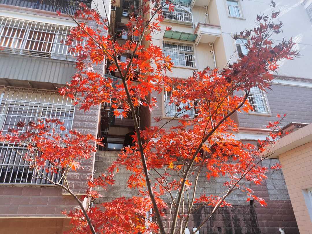 卵子可以冷冻保存吗,卵子冻存我国有多少医院可以做