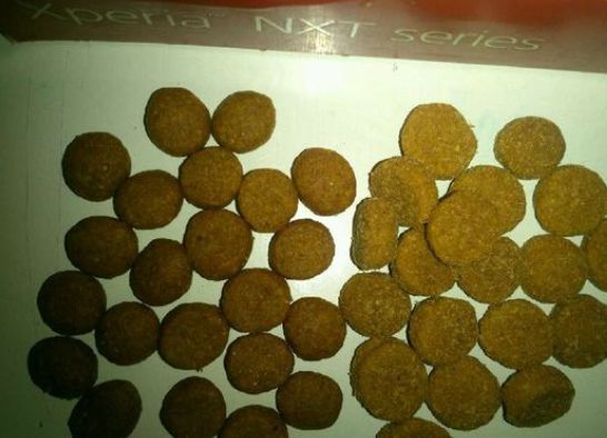 泰迪吃了发霉的狗粮不适怎么办,泰迪吃什么会导致肾衰竭